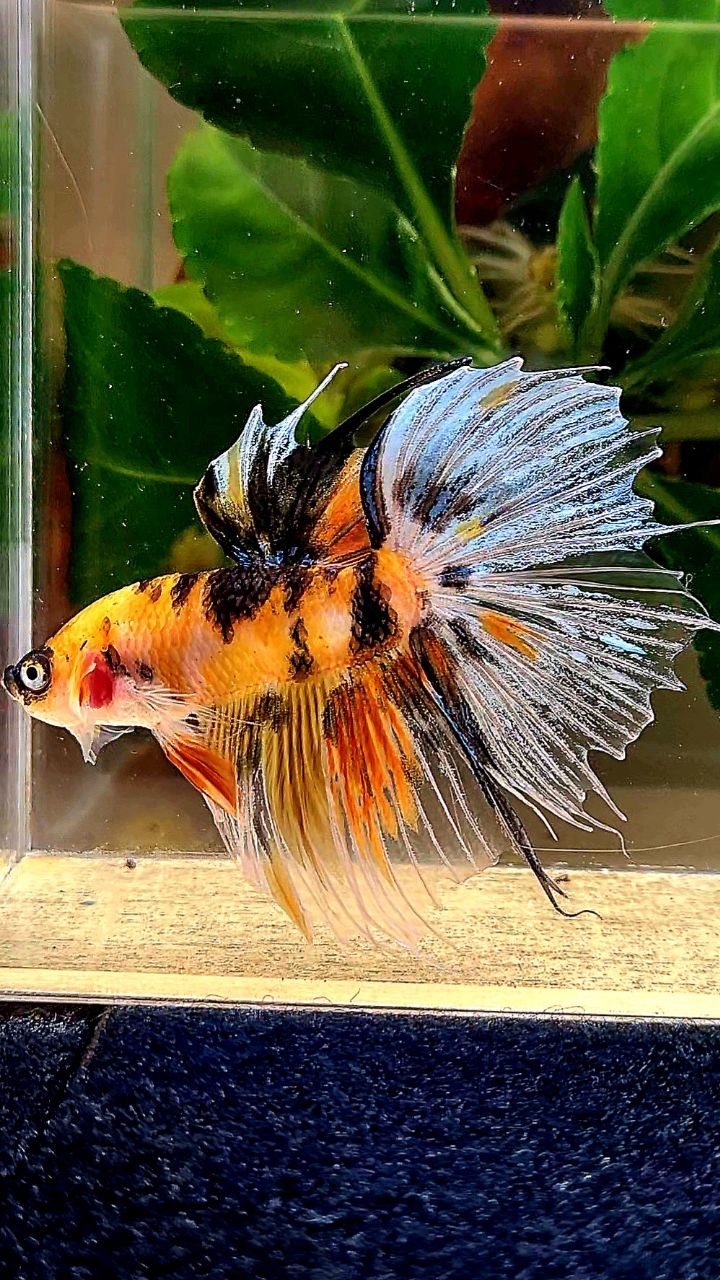 HALFSUN YELLOW ORANGE MULTICOLOR BETTA FISH
