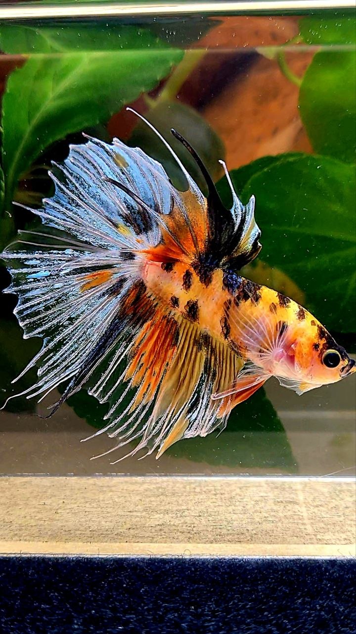 HALFSUN YELLOW ORANGE MULTICOLOR BETTA FISH