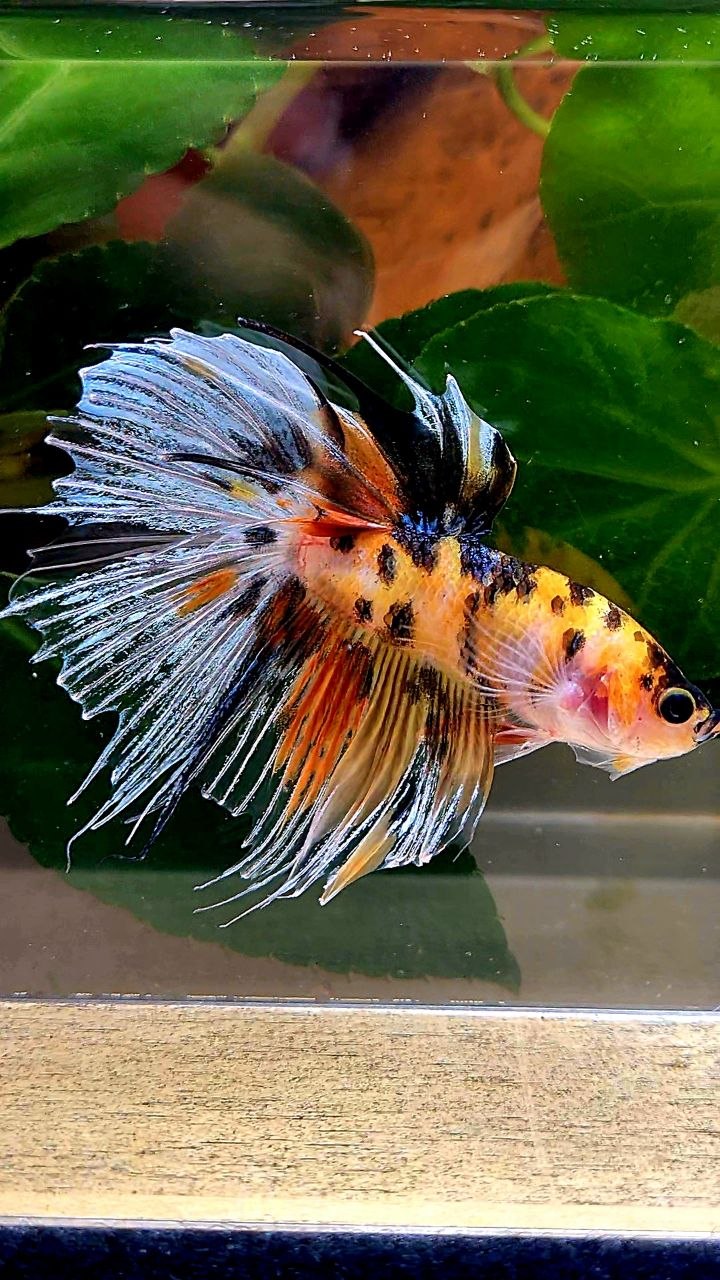 HALFSUN YELLOW ORANGE MULTICOLOR BETTA FISH