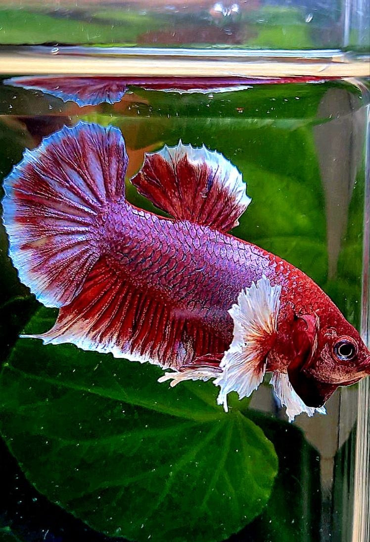 PLAKAT BIG EAR RED LAVENDER BETTA FISH