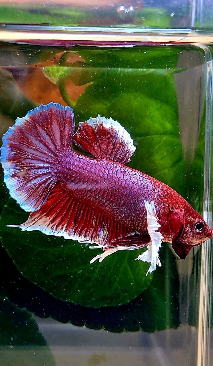 PLAKAT BIG EAR RED LAVENDER BETTA FISH