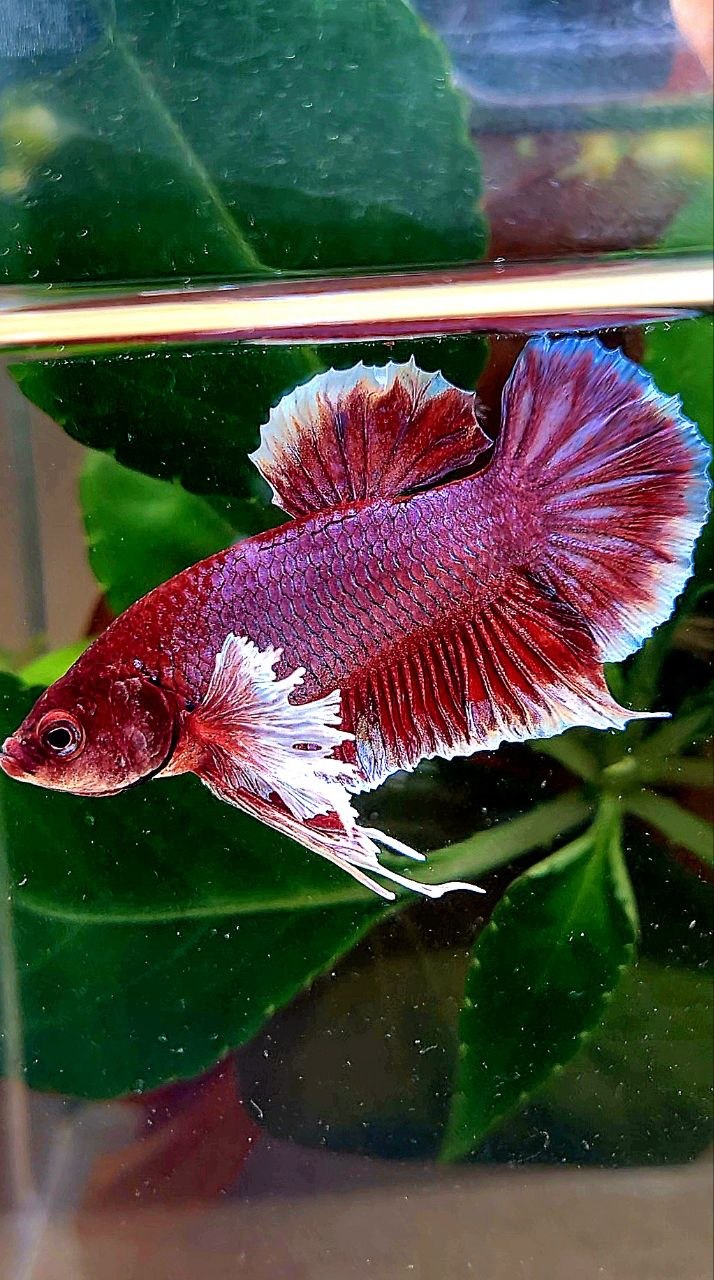PLAKAT BIG EAR RED LAVENDER BETTA FISH