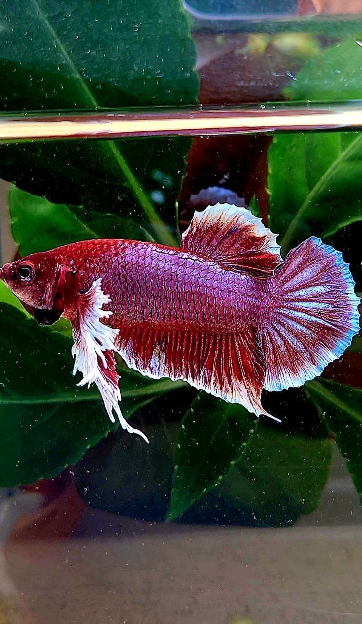 PLAKAT BIG EAR RED LAVENDER BETTA FISH