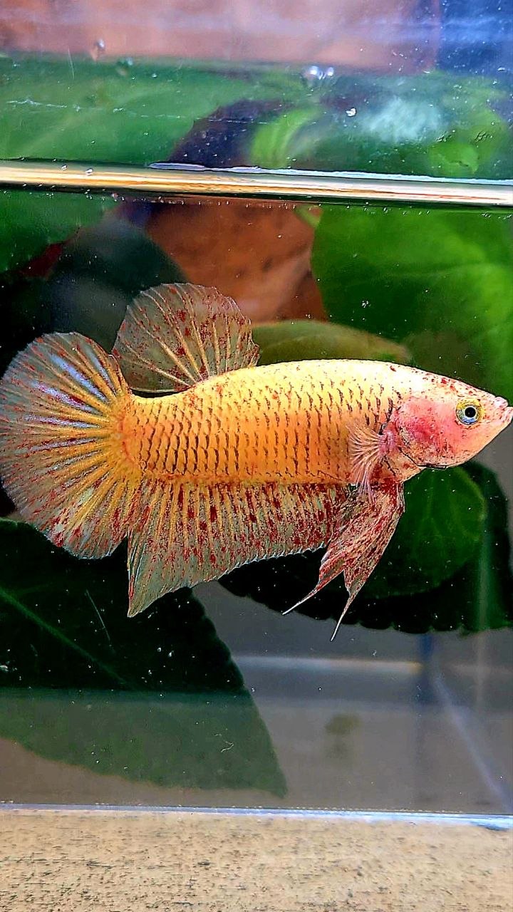 PLAKAT YELLOW VANDA BETTA FISH
