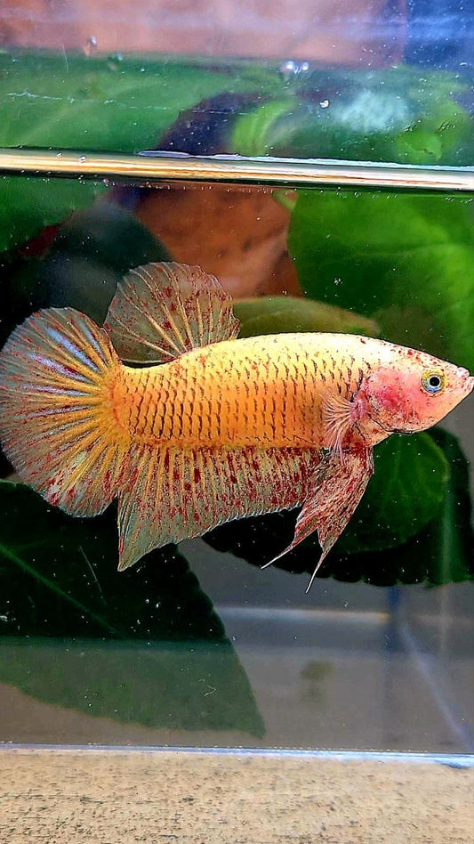 PLAKAT YELLOW VANDA BETTA FISH