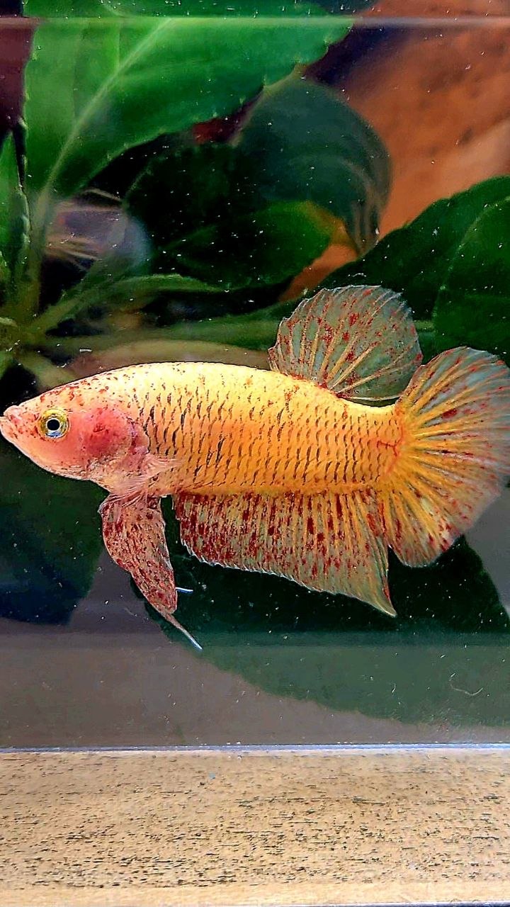 PLAKAT YELLOW VANDA BETTA FISH