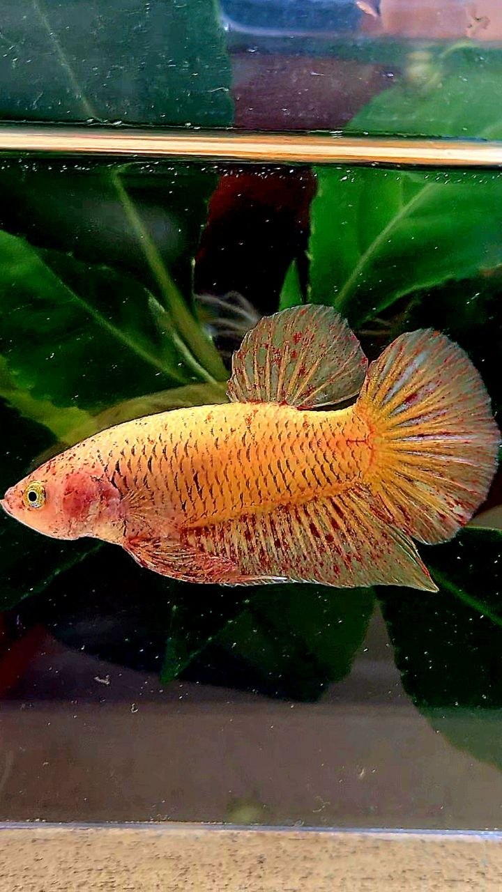 PLAKAT YELLOW VANDA BETTA FISH