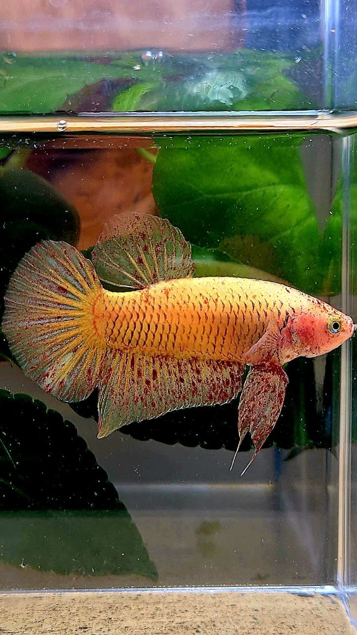 PLAKAT YELLOW VANDA BETTA FISH