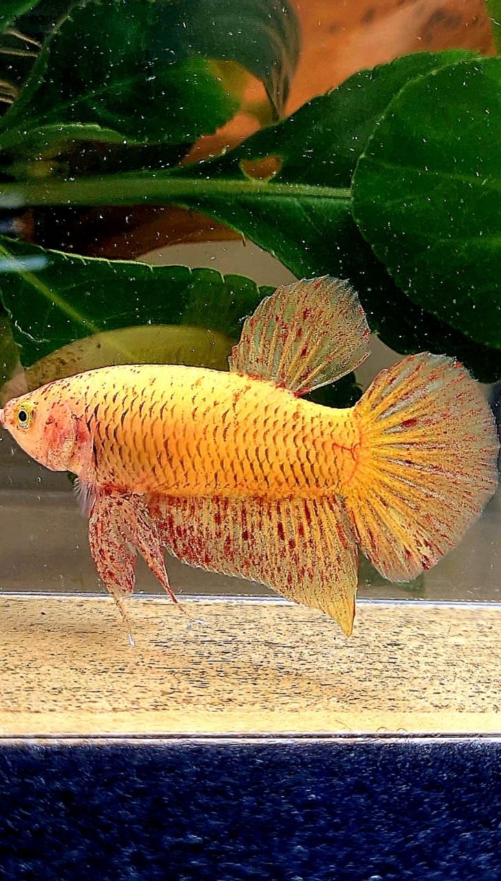 PLAKAT YELLOW VANDA BETTA FISH