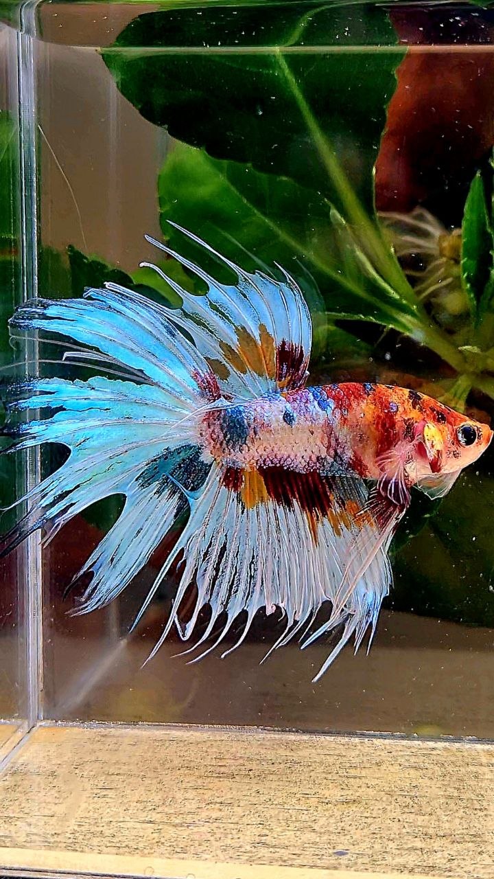 CROWNTAIL WHITE METALLIC MULTICOLOR BETTA FISH