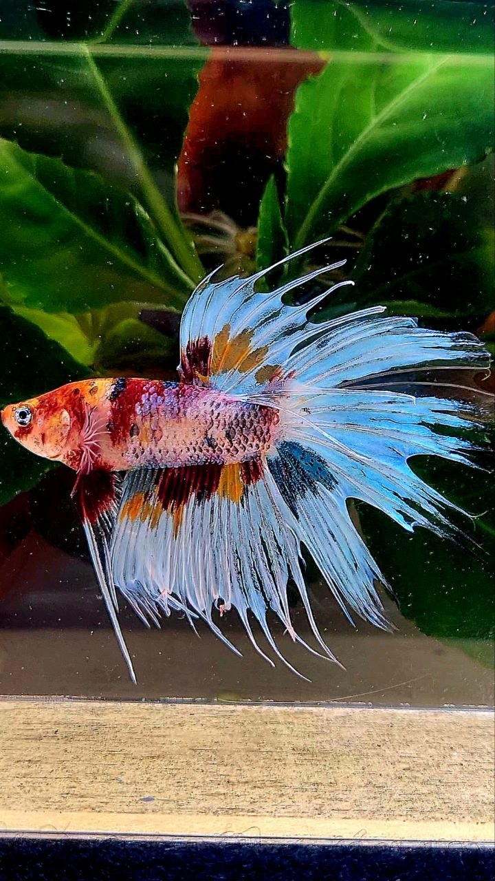 CROWNTAIL WHITE METALLIC MULTICOLOR BETTA FISH