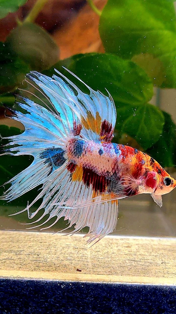 CROWNTAIL WHITE METALLIC MULTICOLOR BETTA FISH