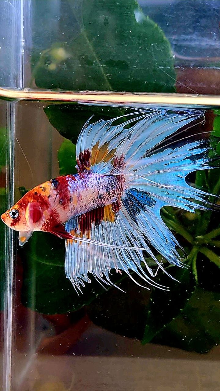CROWNTAIL WHITE METALLIC MULTICOLOR BETTA FISH