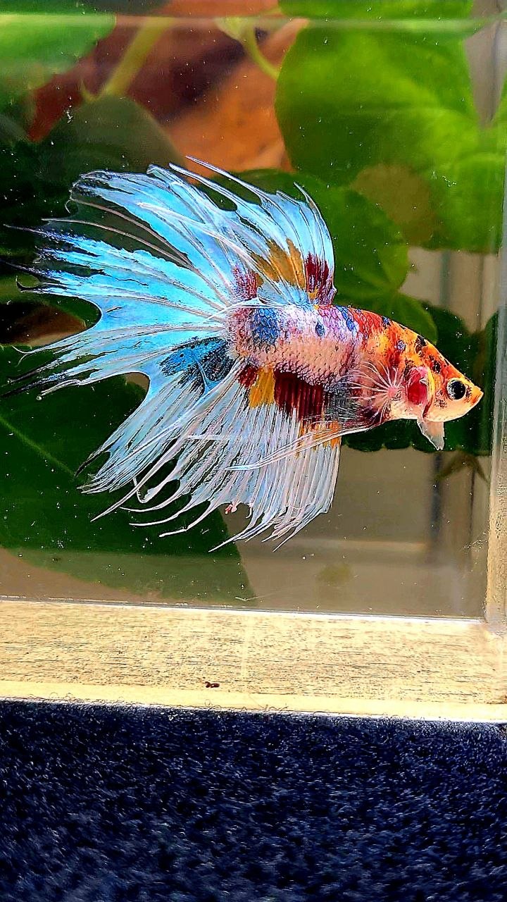 CROWNTAIL WHITE METALLIC MULTICOLOR BETTA FISH