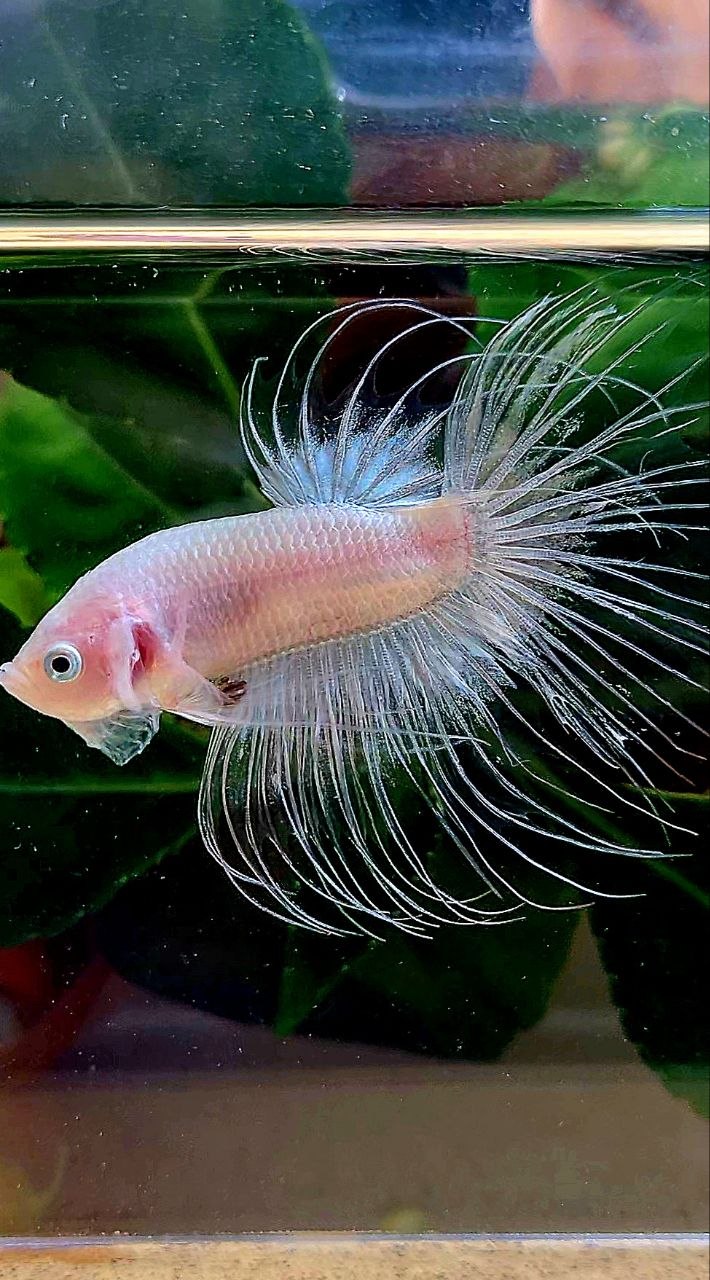 CROWNTAIL TRANSPARENT CELLOPHANE BETTA FISH
