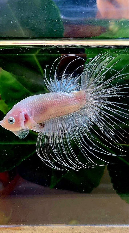 CROWNTAIL TRANSPARENT CELLOPHANE BETTA FISH