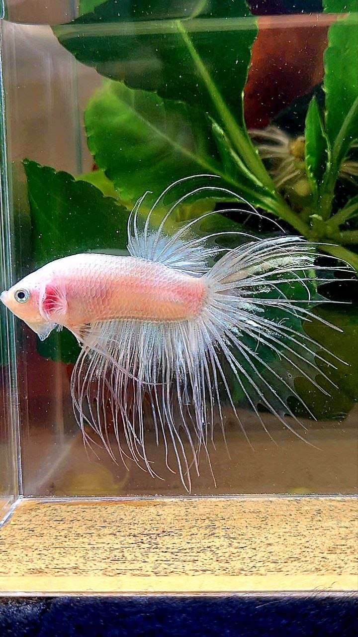 CROWNTAIL TRANSPARENT CELLOPHANE BETTA FISH