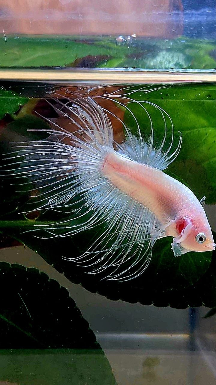 CROWNTAIL TRANSPARENT CELLOPHANE BETTA FISH