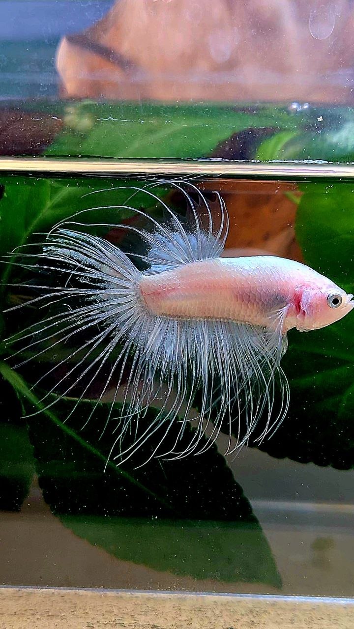 CROWNTAIL TRANSPARENT CELLOPHANE BETTA FISH