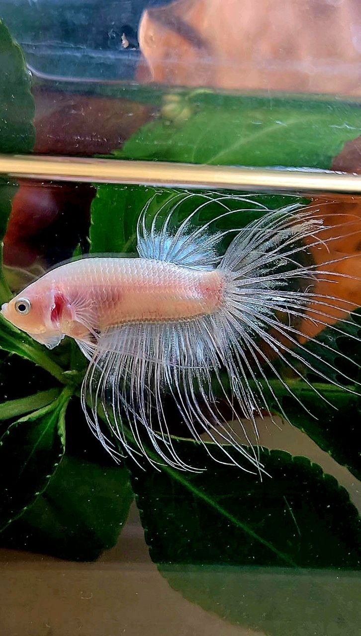 CROWNTAIL TRANSPARENT CELLOPHANE BETTA FISH