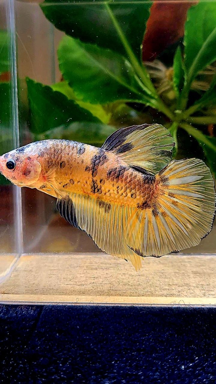 GIANT PLAKAT YELLOW COPPER DOTS BETTA FISH