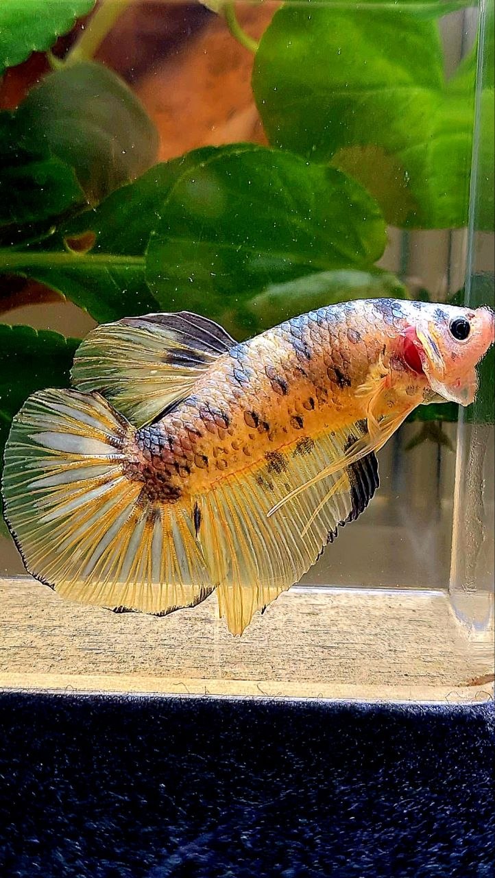 GIANT PLAKAT YELLOW COPPER DOTS BETTA FISH