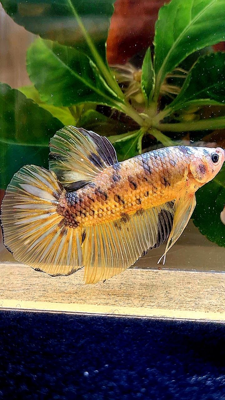 GIANT PLAKAT YELLOW COPPER DOTS BETTA FISH