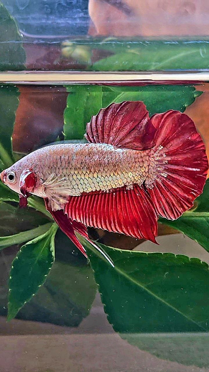PLAKAT RED DRAGON BETTA FISH