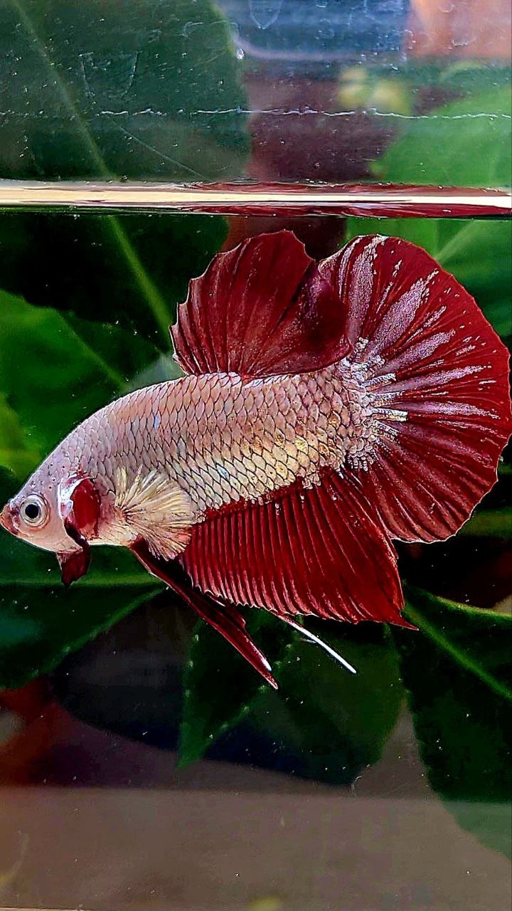 PLAKAT RED DRAGON BETTA FISH