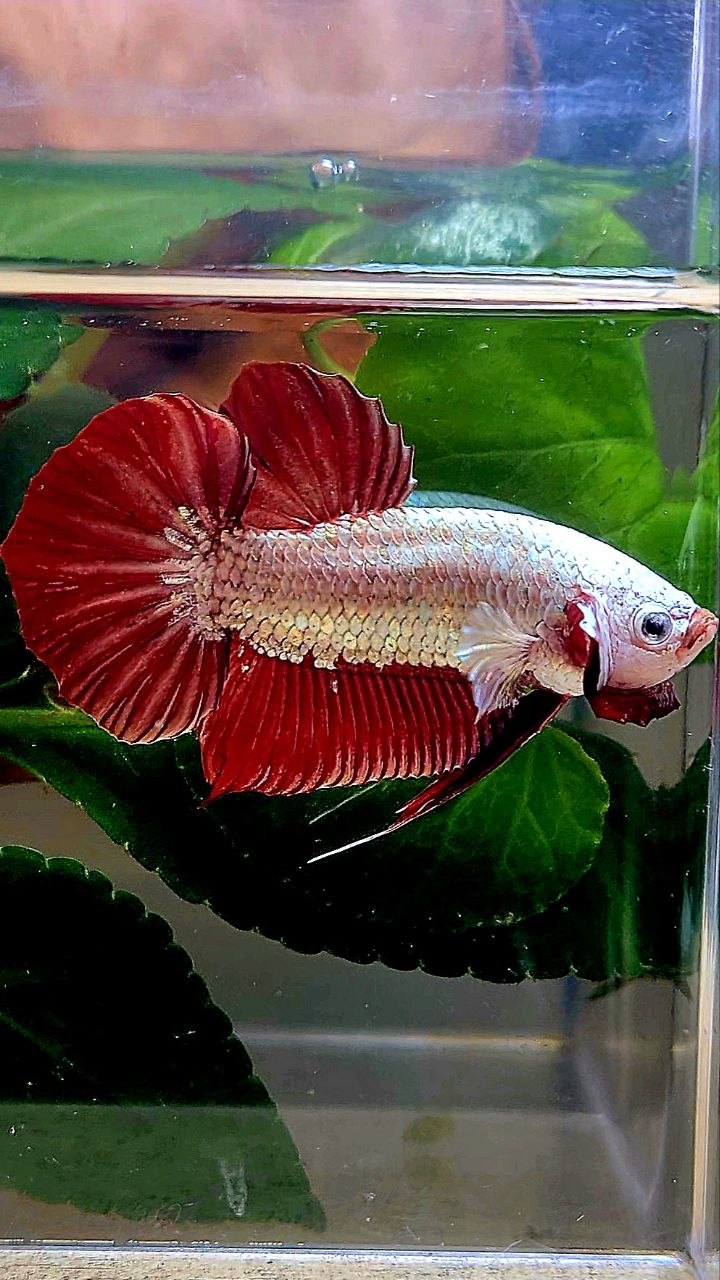 PLAKAT RED DRAGON BETTA FISH