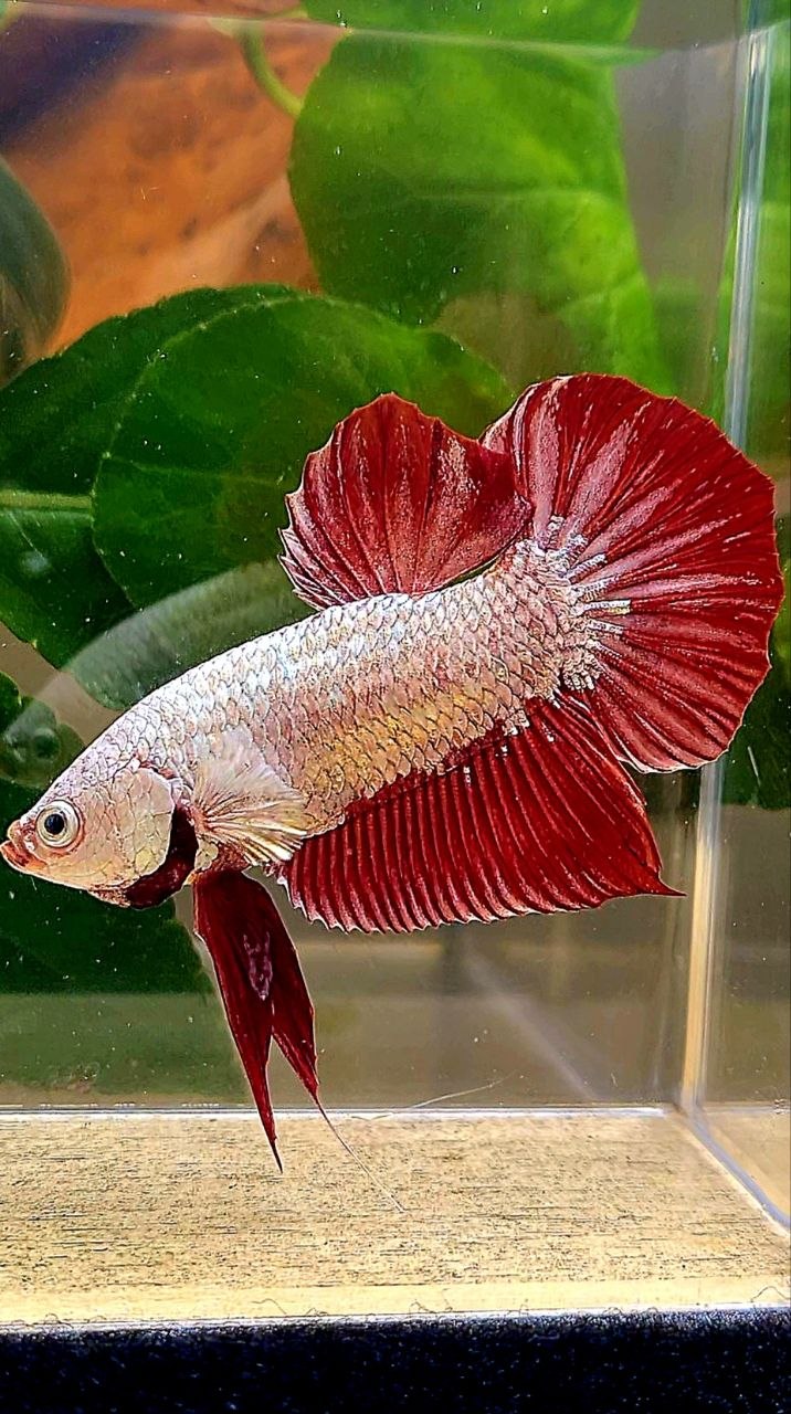 PLAKAT RED DRAGON BETTA FISH