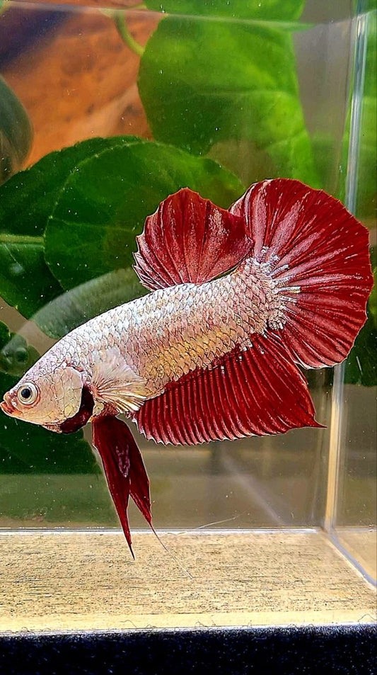 PLAKAT RED DRAGON BETTA FISH