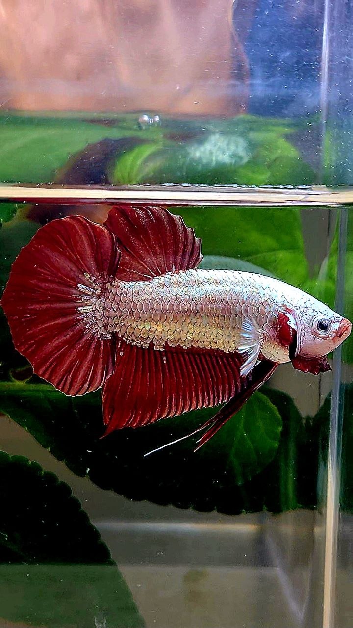 PLAKAT RED DRAGON BETTA FISH