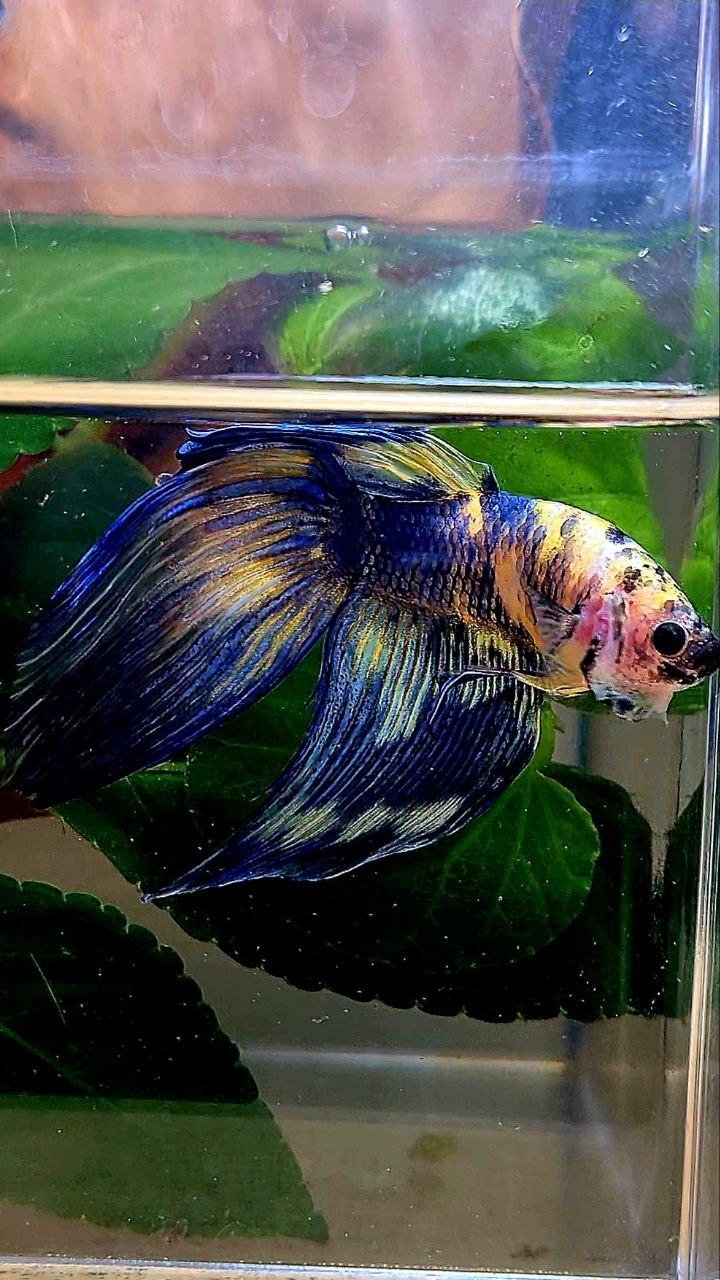 VEILTAIL YELLOW BLUE MARBLE MULTICOLOR BETTA FISH