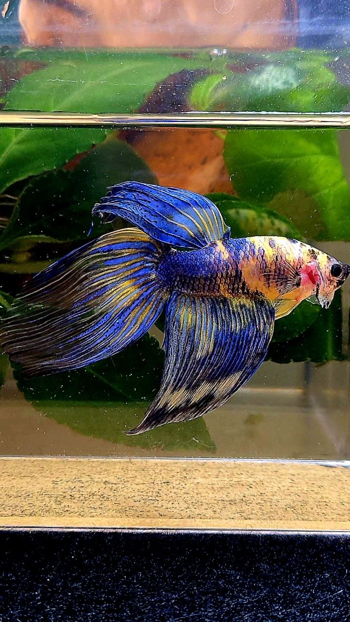 VEILTAIL YELLOW BLUE MARBLE MULTICOLOR BETTA FISH