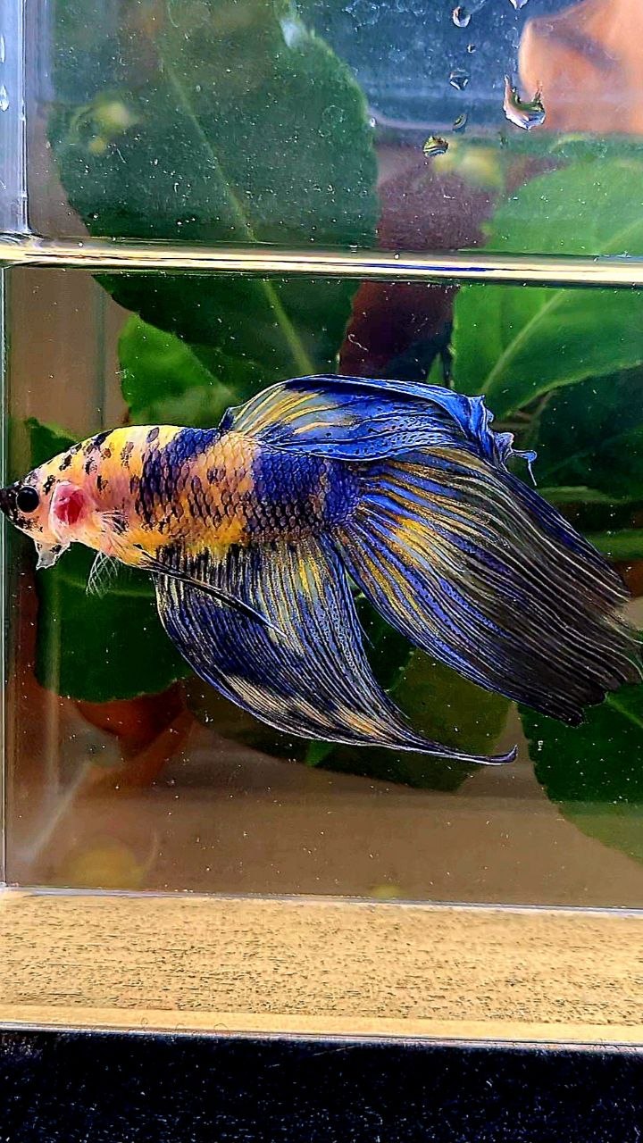 VEILTAIL YELLOW BLUE MARBLE MULTICOLOR BETTA FISH