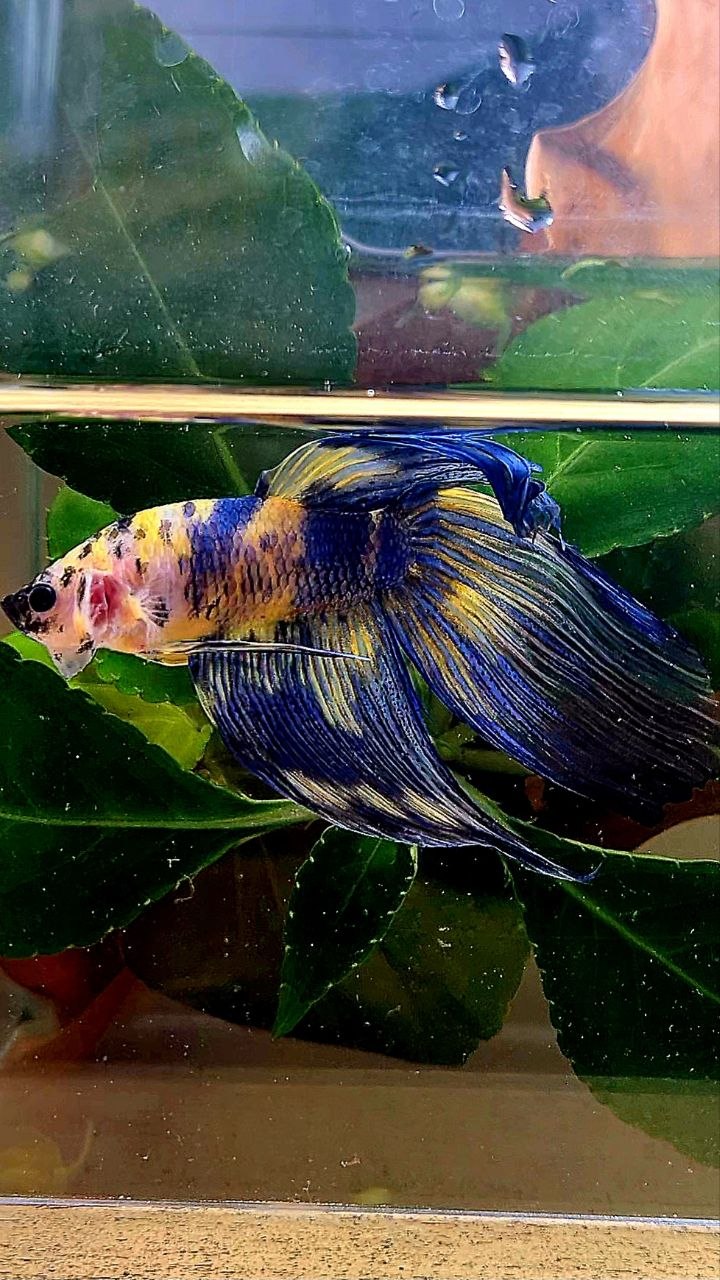 VEILTAIL YELLOW BLUE MARBLE MULTICOLOR BETTA FISH