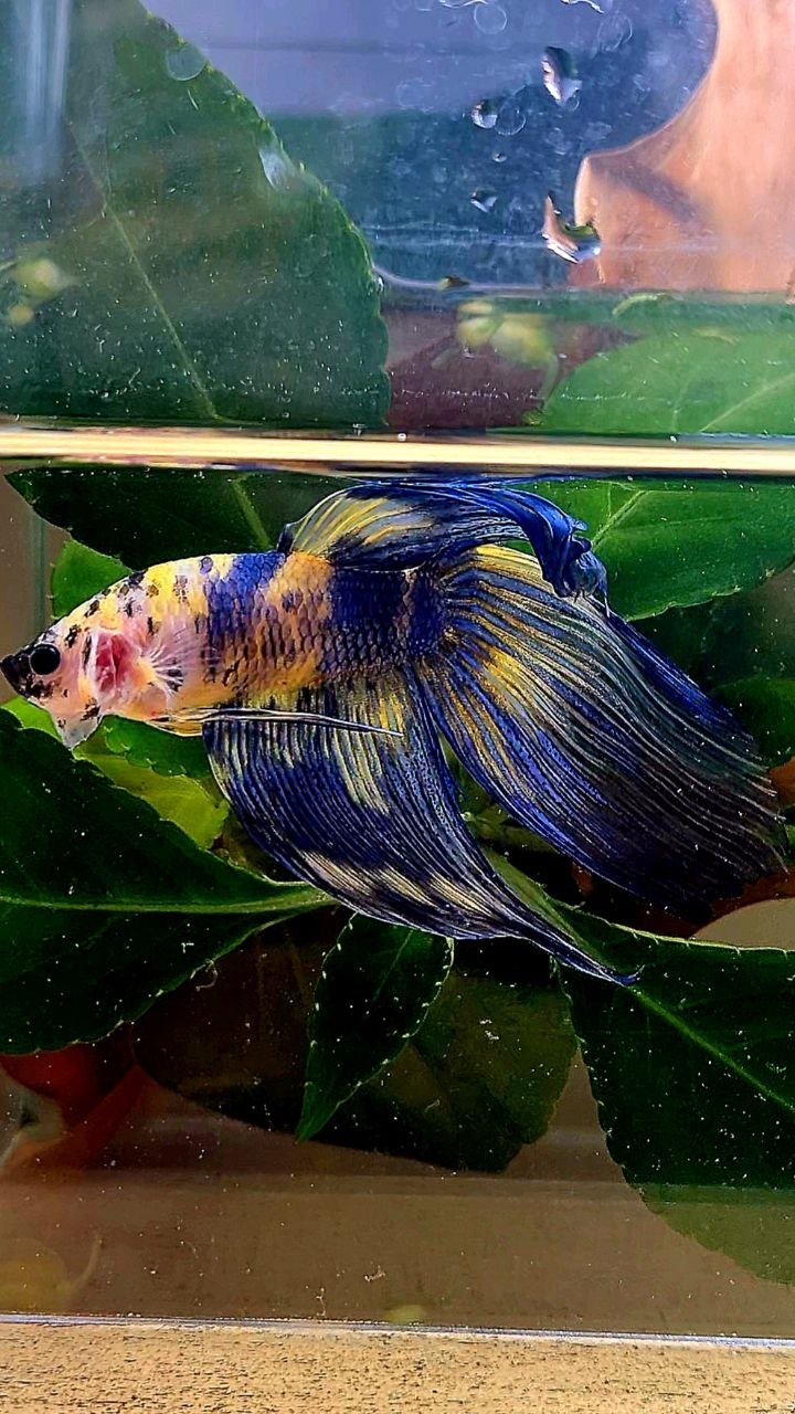 VEILTAIL YELLOW BLUE MARBLE MULTICOLOR BETTA FISH