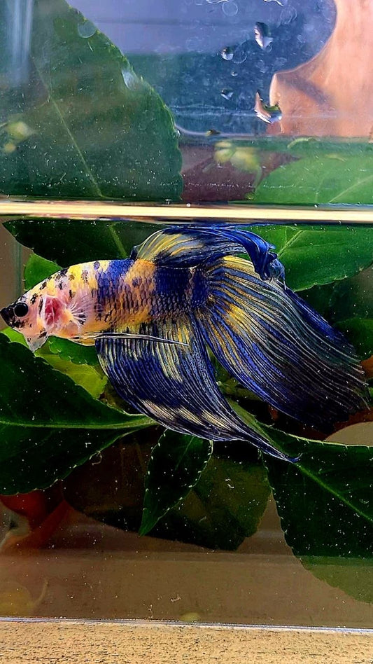 VEILTAIL YELLOW BLUE MARBLE MULTICOLOR BETTA FISH