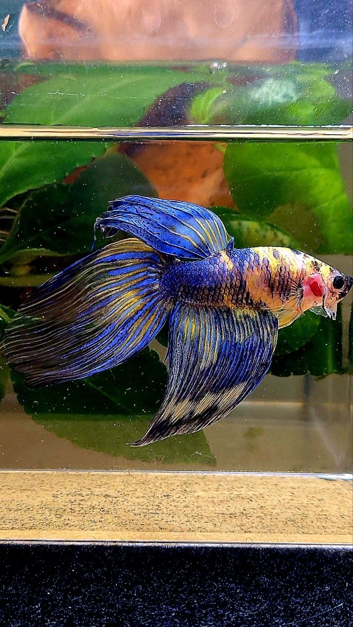 VEILTAIL YELLOW BLUE MARBLE MULTICOLOR BETTA FISH