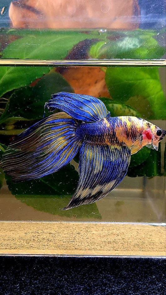 VEILTAIL YELLOW BLUE MARBLE MULTICOLOR BETTA FISH