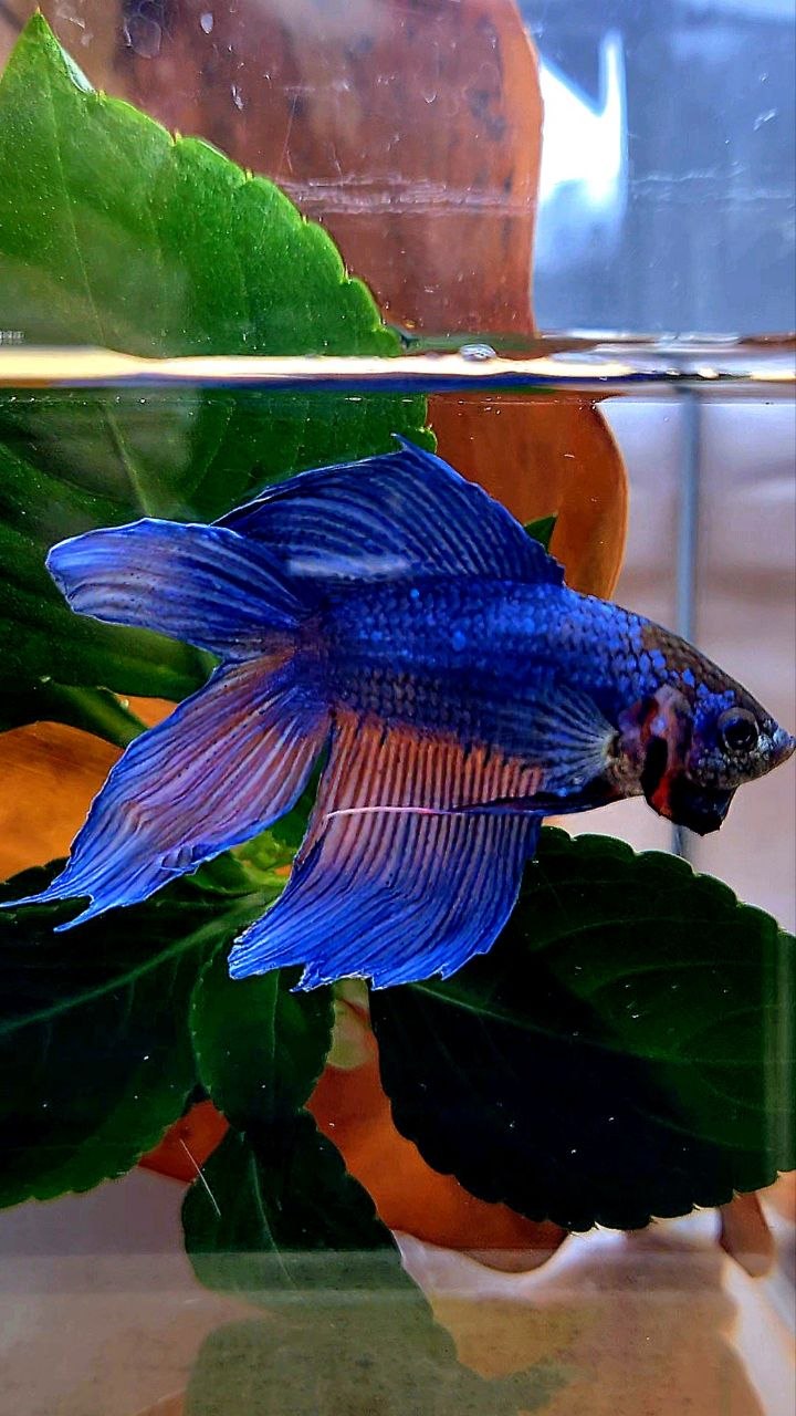 VEILTAIL DOUBLE TAIL BLUE ORANGE WASH BETTA FISH