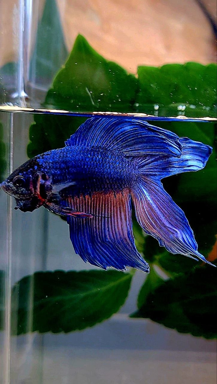 VEILTAIL DOUBLE TAIL BLUE ORANGE WASH BETTA FISH
