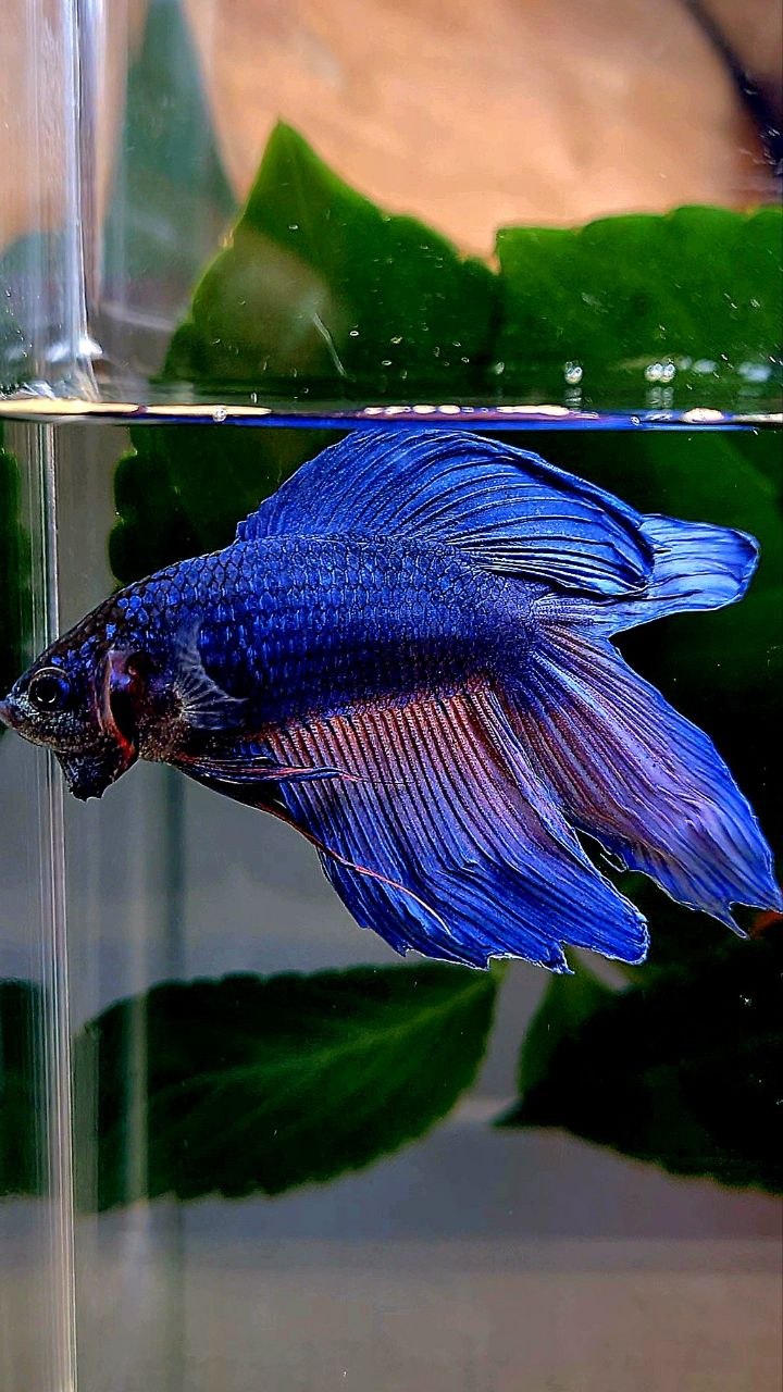 VEILTAIL DOUBLE TAIL BLUE ORANGE WASH BETTA FISH