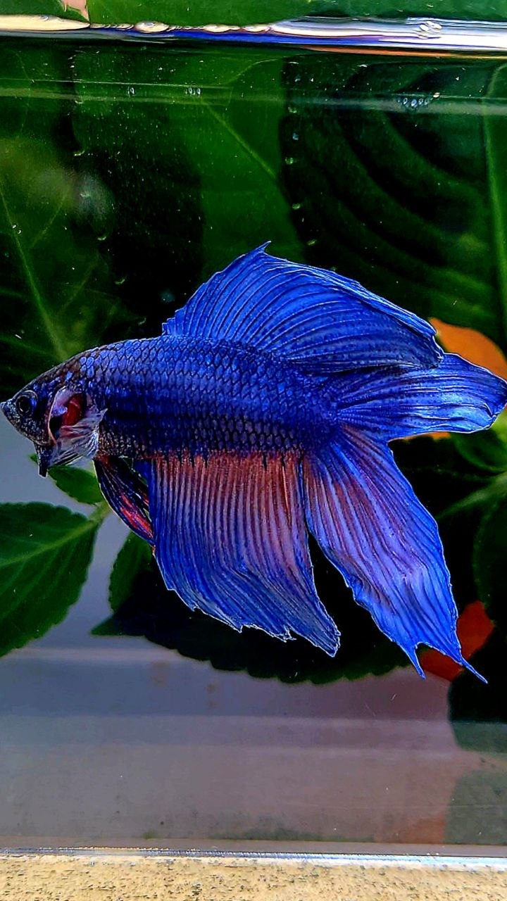 VEILTAIL DOUBLE TAIL BLUE ORANGE WASH BETTA FISH