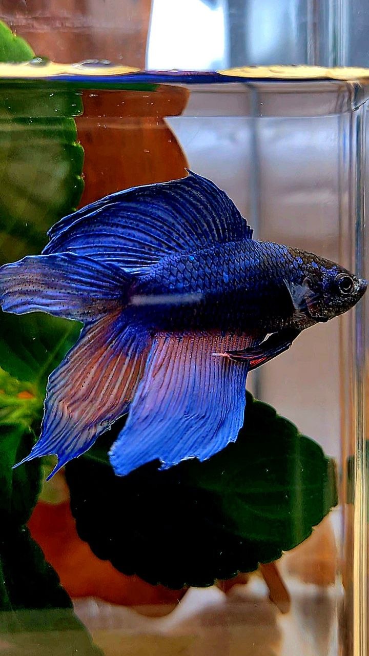 VEILTAIL DOUBLE TAIL BLUE ORANGE WASH BETTA FISH