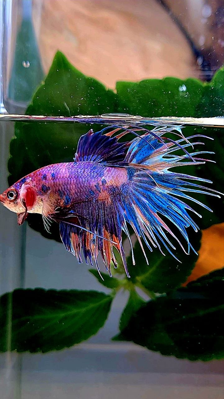 CROWNTAIL PURPLE METALLIC MULTICOLOR BETTA FISH