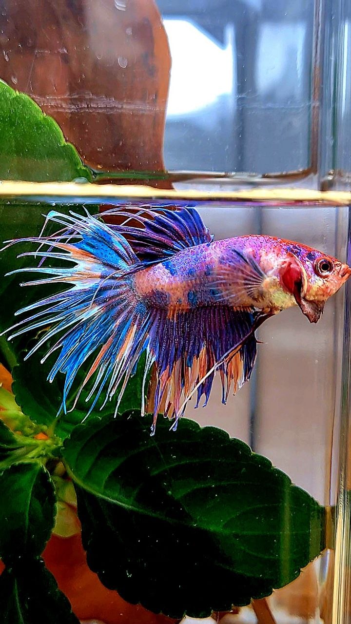 CROWNTAIL PURPLE METALLIC MULTICOLOR BETTA FISH