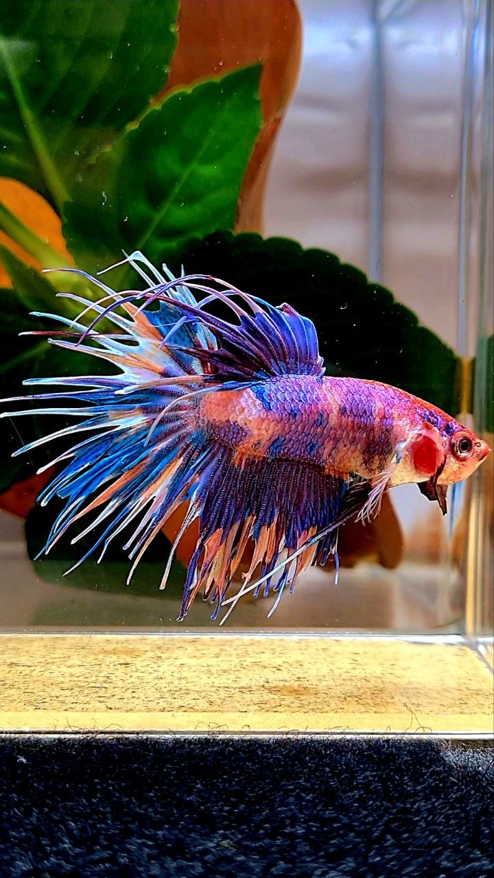 CROWNTAIL PURPLE METALLIC MULTICOLOR BETTA FISH