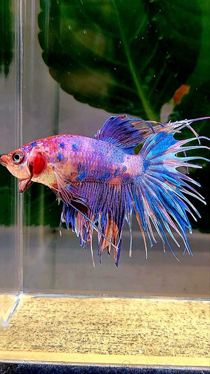 CROWNTAIL PURPLE METALLIC MULTICOLOR BETTA FISH